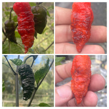 Load image into Gallery viewer, Primo Noir (Blushed) (Pepper Seeds)