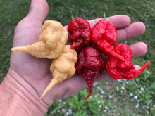 Load image into Gallery viewer, Tiberius Mauler Peach (Pepper Seeds)