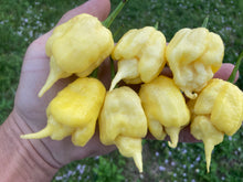 Load image into Gallery viewer, White Ghost Scorpion Mix (Bumpy, XL, & Meringue) (Pepper Seeds)
