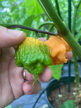 Load image into Gallery viewer, 7 Pot Douglah Peachy (Pepper Seeds)