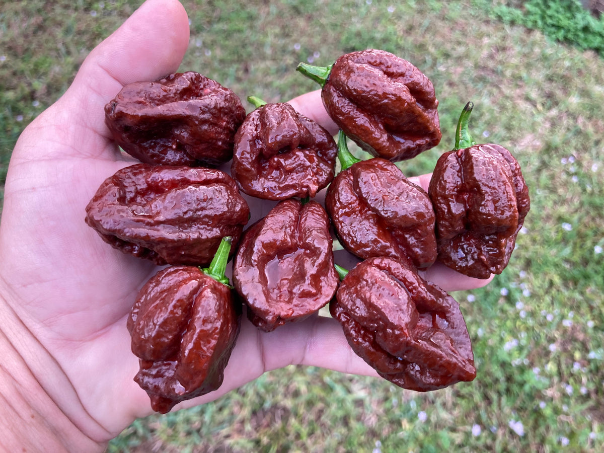 7 pot douglah plant 7 Pot Douglah Chocolate (Pepper Seeds) – Towns-End Chili & Spice