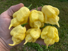 Load image into Gallery viewer, White Ghost Scorpion Mix (Bumpy, XL, & Meringue) (Pepper Seeds)