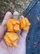 Load image into Gallery viewer, “Orange Creamo” (BOC X Primo Orange)(Pepper Seeds)