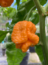 Load image into Gallery viewer, “Repo Mang” (BOC X Reaper OG3) (Pepper Seeds)