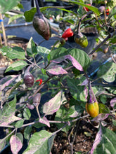 Load image into Gallery viewer, Trixster Polychrome Mix (Pepper Seeds)