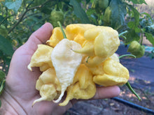 Load image into Gallery viewer, White Ghost Scorpion Mix (Bumpy, XL, & Meringue) (Pepper Seeds)