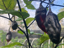 Load image into Gallery viewer, Red Horizon XD (Pepper Seeds) (Limited)
