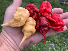 Load image into Gallery viewer, Tiberius Mauler Red (Pepper Seeds)