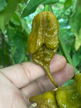 Load image into Gallery viewer, ButterScotch GhostScorpion T-E (Pepper Seeds)t