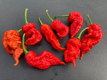 Load image into Gallery viewer, Tiberius Mauler Red (Pepper Seeds)