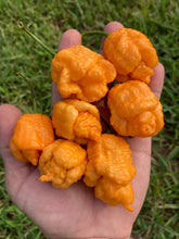 Load image into Gallery viewer, “Repo Mang” (BOC X Reaper OG3) (Pepper Seeds)