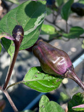 Load image into Gallery viewer, Trixster Polychrome Mix (Pepper Seeds)