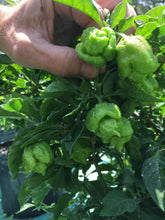 Load image into Gallery viewer, “Orange Creamo” (BOC X Primo Orange)(Pepper Seeds)