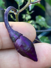 Load image into Gallery viewer, Trixster Polychrome Mix (Pepper Seeds)