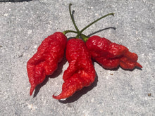 Load image into Gallery viewer, Primo Noir (Stinger Select) (Pepper Seeds)