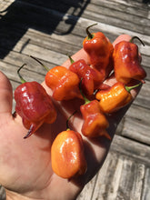 Load image into Gallery viewer, Taj Mahal Orange Tiger (Pepper Seeds)