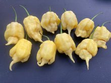 Load image into Gallery viewer, White Ghost Scorpion Mix (Bumpy, XL, & Meringue) (Pepper Seeds)
