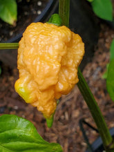Load image into Gallery viewer, Pseudo Spiral Orange (Pepper Seeds)