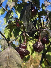 Load image into Gallery viewer, Roxa Lantern (Pepper Seeds)