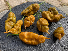 Load image into Gallery viewer, Red Ghost Scorpion T-E (Limited)(Pepper Seeds)