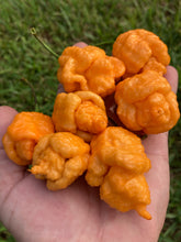 Load image into Gallery viewer, “Repo Mang” (BOC X Reaper OG3) (Pepper Seeds)