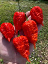 Load image into Gallery viewer, Red Inception (Pepper Seeds)
