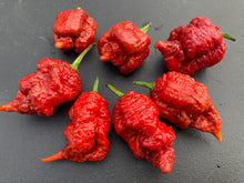 Load image into Gallery viewer, Tiberius Mauler Caramel (Pepper Seeds)