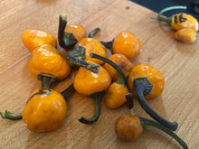 Load image into Gallery viewer, Trixster Polychrome Mix (Pepper Seeds)