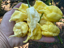 Load image into Gallery viewer, White Ghost Scorpion Mix (Bumpy, XL, & Meringue) (Pepper Seeds)