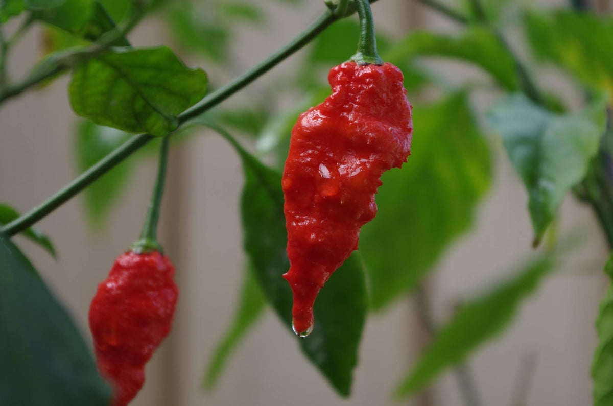 Dorset Naga (Pepper Seeds) – Towns-End Chili & Spice