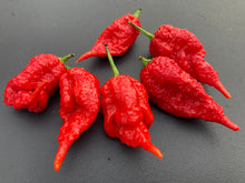 Load image into Gallery viewer, Tiberius Mauler Red (Pepper Seeds)