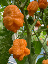 Load image into Gallery viewer, “Repo Mang” (BOC X Reaper OG3) (Pepper Seeds)