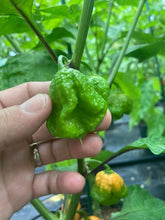 Load image into Gallery viewer, 7 Pot Douglah Peachy (Pepper Seeds)