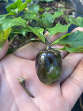 Load image into Gallery viewer, Bubblegum Purple Ghostscorpion Red (Pepper Seeds)