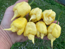 Load image into Gallery viewer, White Ghost Scorpion Mix (Bumpy, XL, & Meringue) (Pepper Seeds)