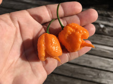 Load image into Gallery viewer, “Orange Creamo” (BOC X Primo Orange)(Pepper Seeds)