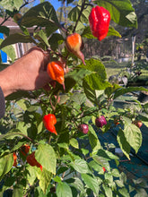 Load image into Gallery viewer, Voltron (T-E)(Pepper Seeds)