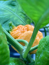 Load image into Gallery viewer, “Repo Mang” (BOC X Reaper OG3) (Pepper Seeds)