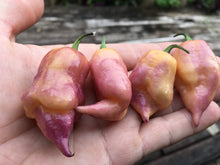 Load image into Gallery viewer, Taj Mahal Orange Tiger (Pepper Seeds)