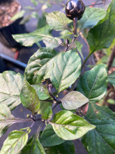 Load image into Gallery viewer, Bubblegum Purple Ghostscorpion Red (Pepper Seeds)
