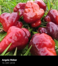 Load image into Gallery viewer, Roxa Lantern (Pepper Seeds)