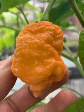 Load image into Gallery viewer, “Repo Mang” (BOC X Reaper OG3) (Pepper Seeds)