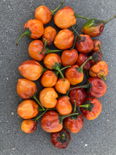 Load image into Gallery viewer, Purplegum Orange Bright (Pepper Seeds)