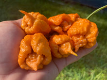 Load image into Gallery viewer, “Orange Creamo” (BOC X Primo Orange)(Pepper Seeds)