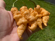Load image into Gallery viewer, Tiberius Mauler Peach (Pepper Seeds)