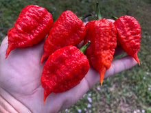 Load image into Gallery viewer, Red Inception (Pepper Seeds)