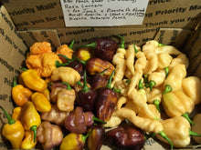 Load image into Gallery viewer, Roxa Lantern (T-E Mix)(Pepper Seeds)