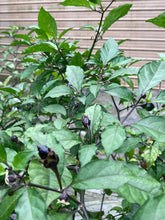 Load image into Gallery viewer, Purplegum Orange Bright (Pepper Seeds)