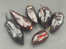 Load image into Gallery viewer, Red Horizon XD (Pepper Seeds) (Limited)