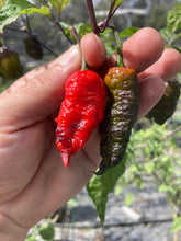 Load image into Gallery viewer, Primo Noir (Blushed) (Pepper Seeds)
